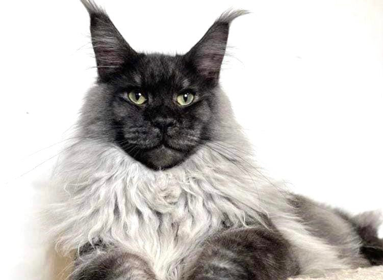 Nobel Maine Coon Cattery: Discover Majestic Maine Coon Cats for Sale