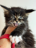 Load image into Gallery viewer, Black Marble & white Maine Coon Polydactyl female
