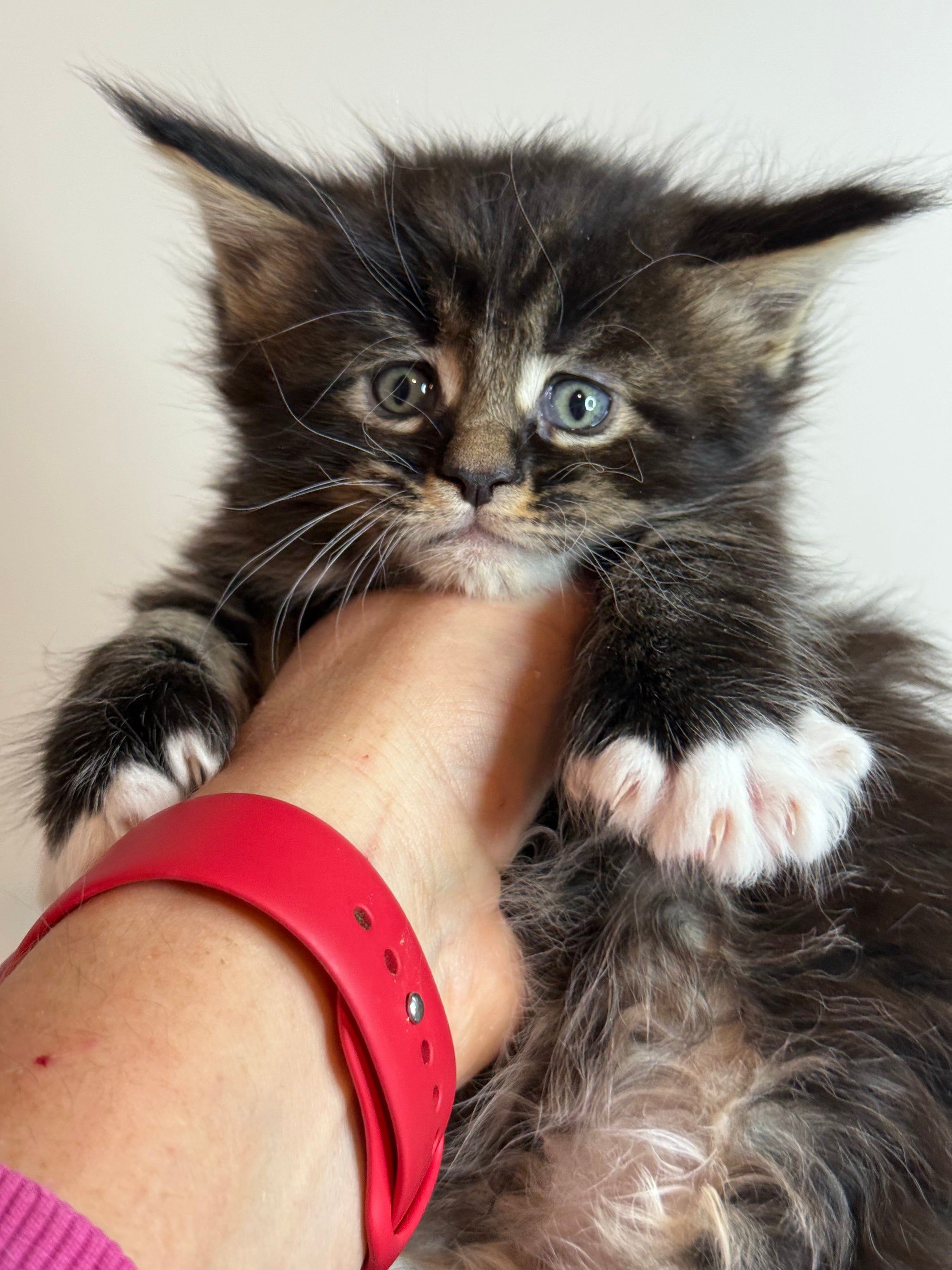 Black Marble & white Maine Coon Polydactyl female