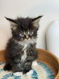 Load image into Gallery viewer, Black Marble & white Maine Coon Polydactyl female
