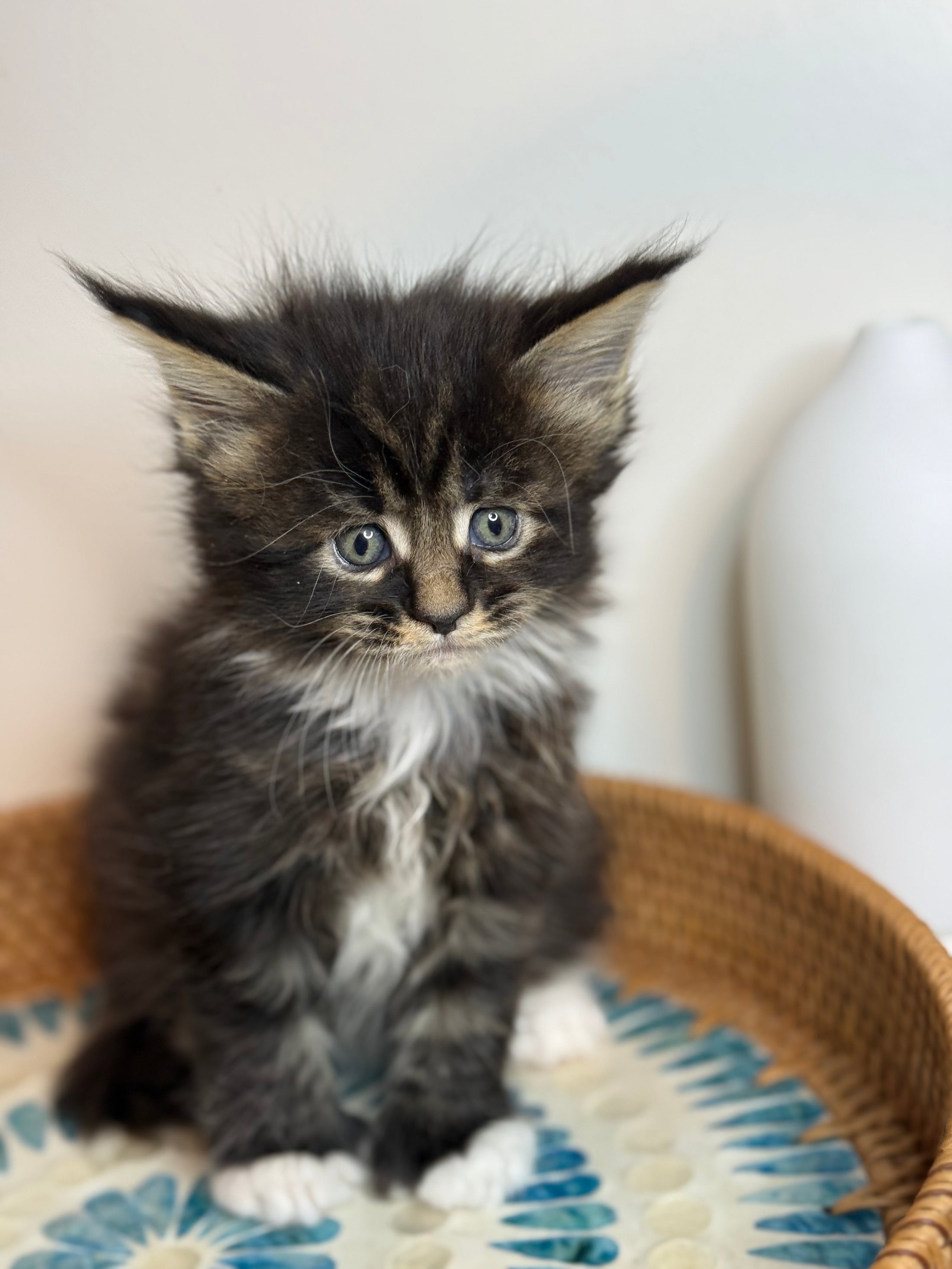 Black Marble & white Maine Coon Polydactyl female