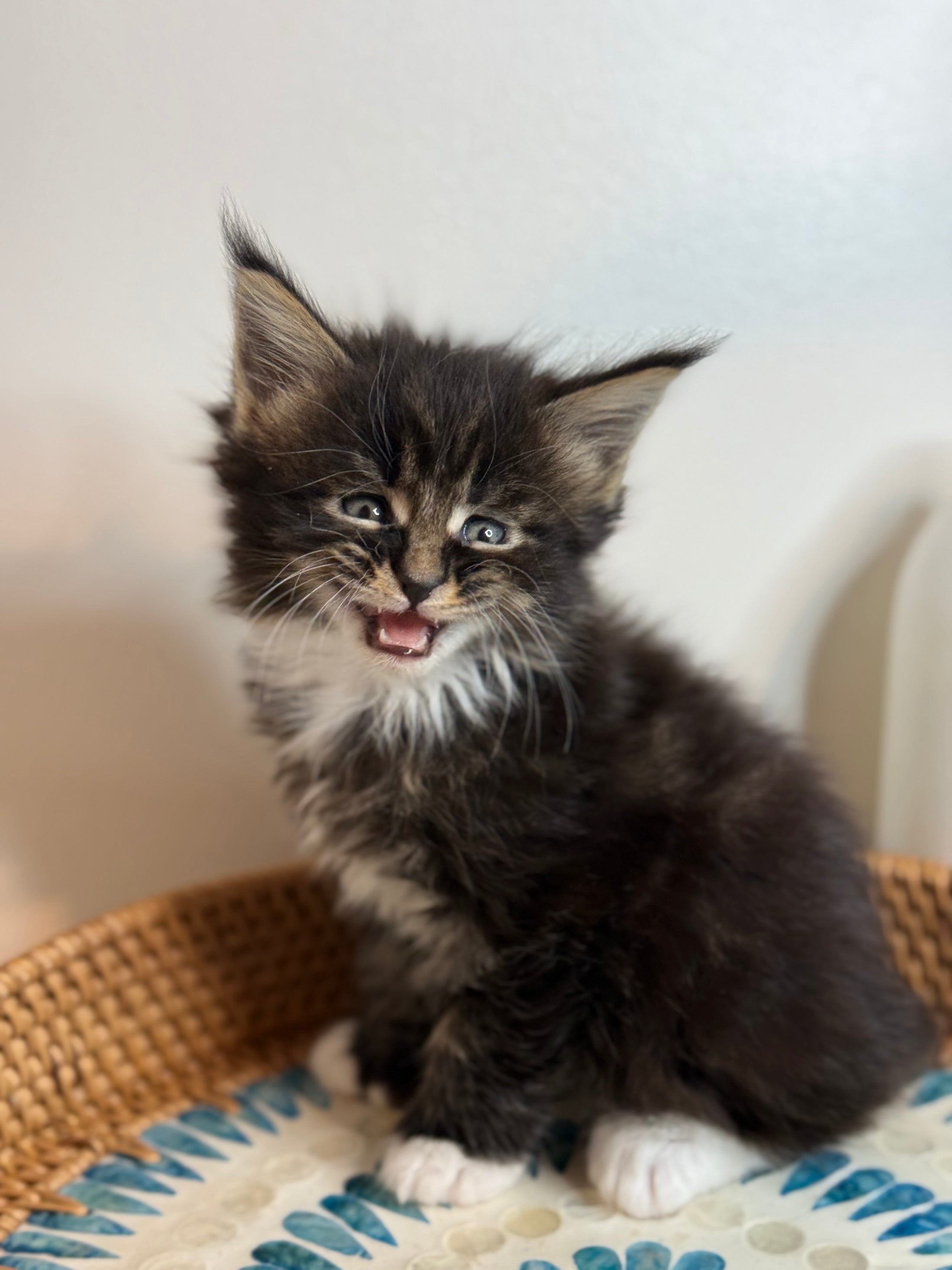 Black Marble & white Maine Coon Polydactyl female