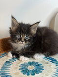 Load image into Gallery viewer, Black Marble & white Maine Coon Polydactyl female
